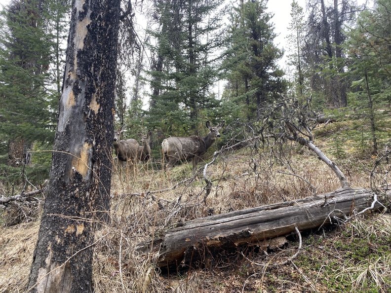 Jasper_20210430_1549_15.49.41.jpg