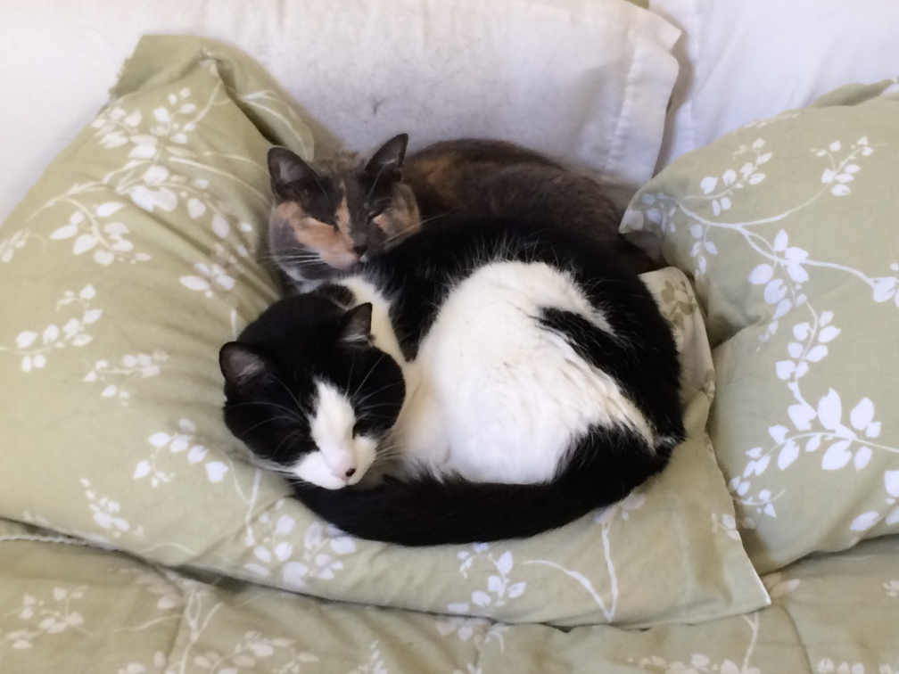 Spare Bedroom Cat Cuddles - 2015-09-18.jpg