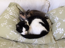 Spare Bedroom Cat Cuddles - 2015-09-18